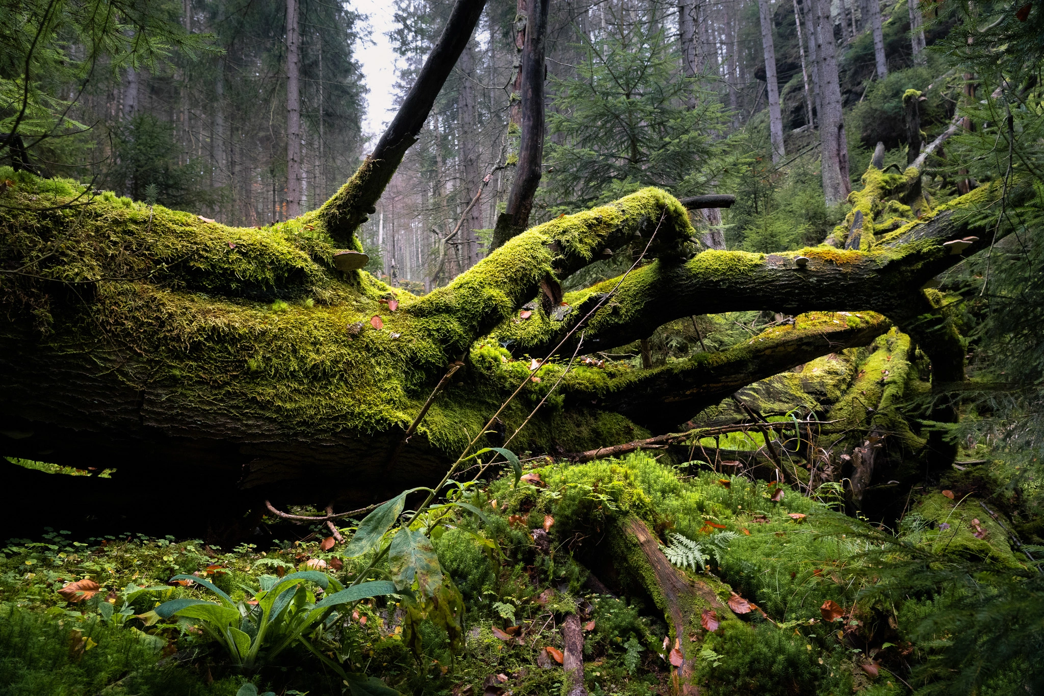 České Švýcarsko – soutěsky a rokle